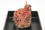 Bright Orange Crocoite Crystal Cluster - Tasmania #206931-2